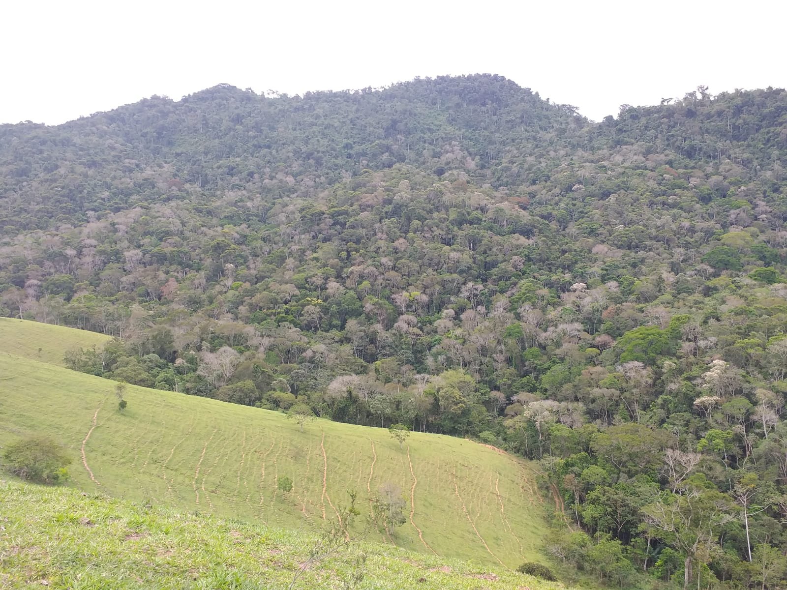 Fazenda à venda com 8 quartos, 9790000m² - Foto 4