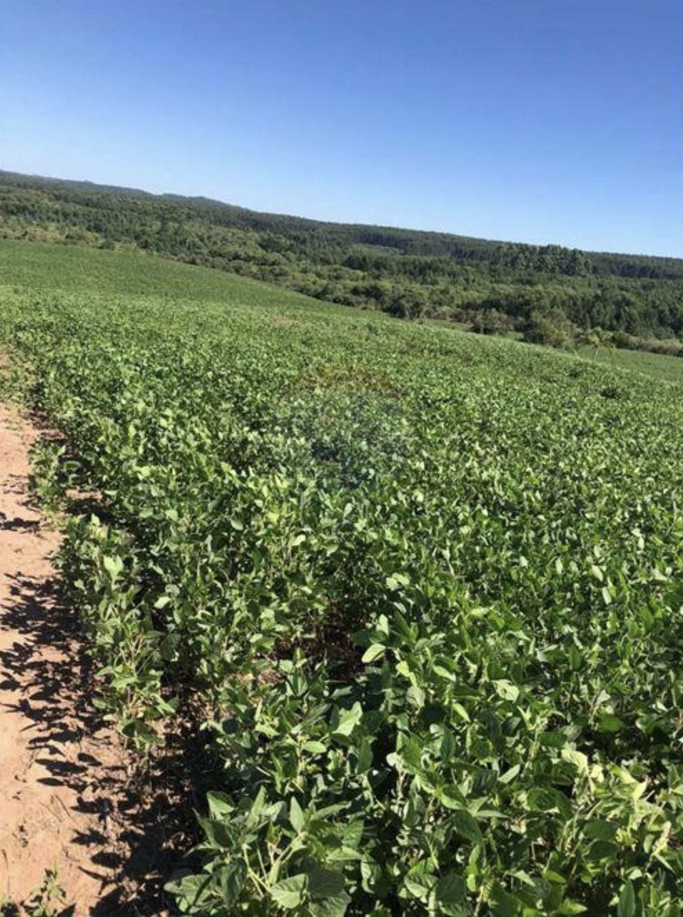 Fazenda à venda com 8 quartos, 825000m² - Foto 6
